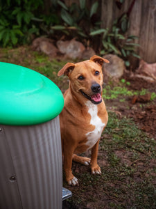 Composting your pets waste
