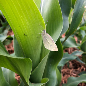 Satin moth on a leaf