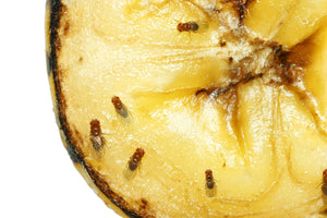 Fruit flies on a rotting banana