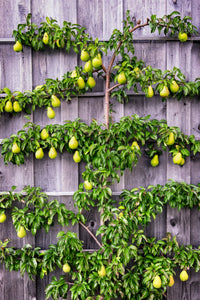 Growing espalier pear fruit tree