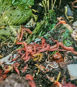 Beneath the Surface: The Most Asked Worm Farming Questions Uncovered! - By Angus Stewart