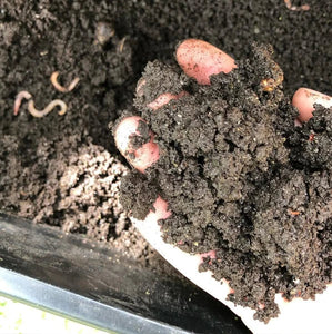 Worm Castings for Spring Gardens