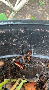 Cockroaches as Creatures of the Compost