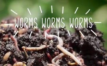 Worm Farming Information and TIps