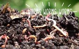 a pile of dirt with worms